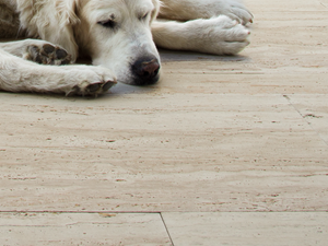Chien endormi sur dallage de terrasse en travertin Natura