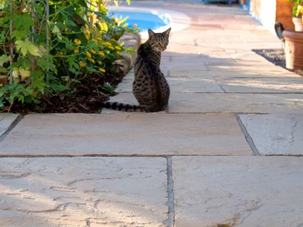 Chat assis sur des dalles de grès Yellow Mint à l'ombre