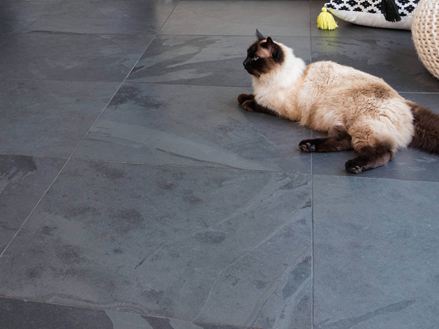 Chat allongé sur pierre naturelle carrelage ardoise Mustang
