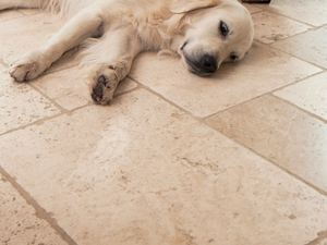 Chien allongé sur des carreaux de travertin clair